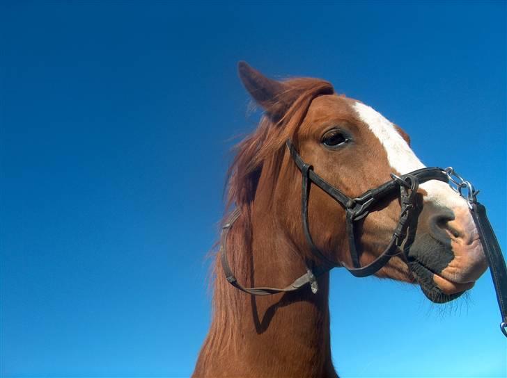 Welsh Cob (sec D) Pyrus solgt :'( billede 1