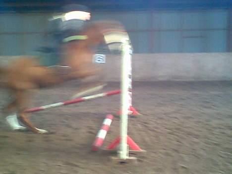 Hannoveraner Tommelise - vi springer.. B) billede 15