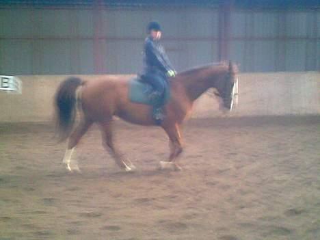 Hannoveraner Tommelise - lise og jeg rider i ridehuset.. og træner i at gå i holdning billede 16