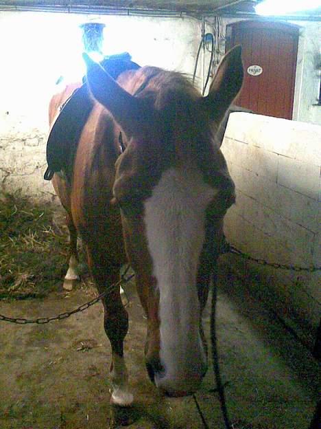 Hannoveraner Tommelise - lise er ved og blive sadlet op til en dejlig ride tur billede 17