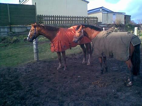 Hannoveraner Tommelise - lise og hendes bedste ven frej.. de hygger sig billede 18