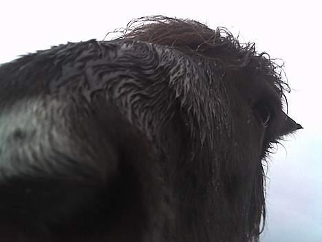 Islænder Faxi  billede 4