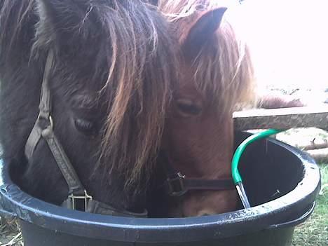 Islænder Faxi  billede 5