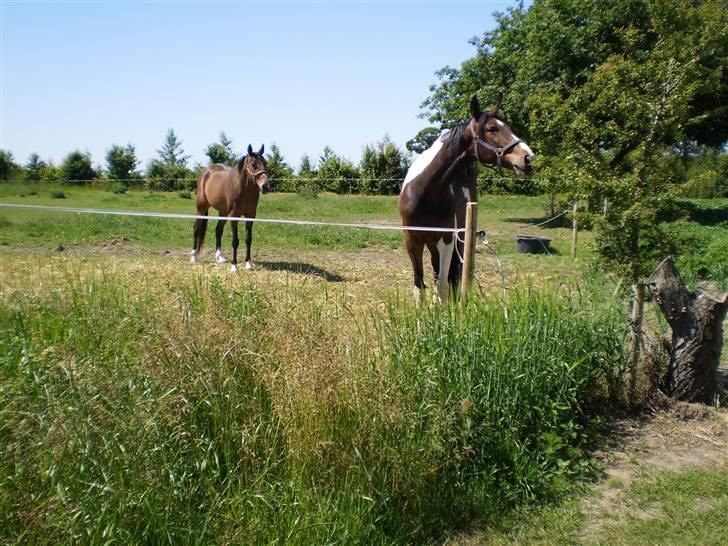 Pinto Korshøjs Wholly Cæsar - Sommer ´09 billede 3