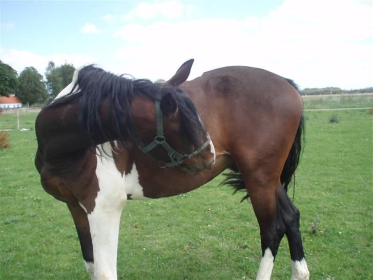 Pinto Korshøjs Wholly Cæsar - Det klør! billede 4