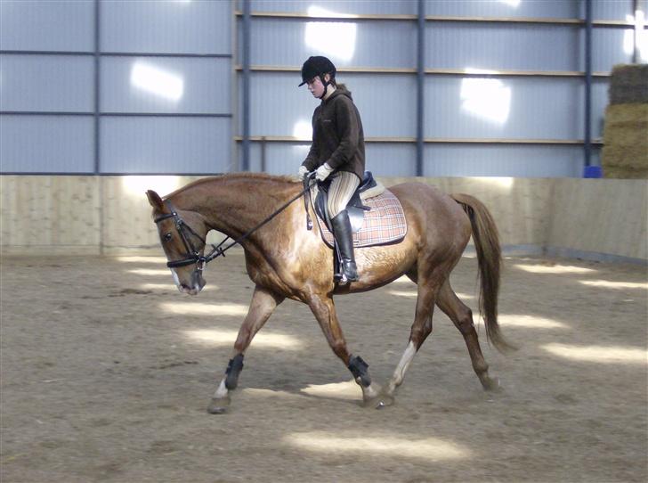 Hannoveraner | Hougaards Morgan billede 18
