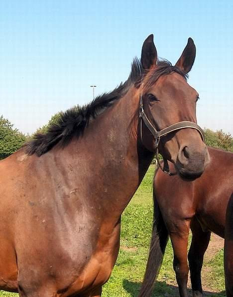 Dansk Varmblod Stenvænge Pola (R.I.P.) - Første sommer, gik desværre sammen med en hest der rigtig godt kunne li at bide hende..  billede 3