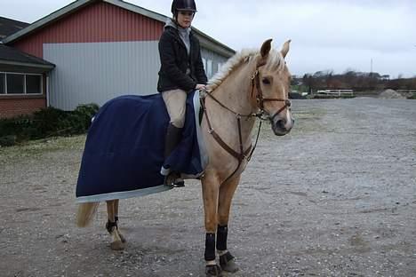 New Forest Hustlers Chris *solgt* billede 2