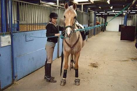 New Forest Hustlers Chris *solgt* billede 4