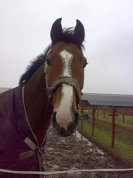 Dansk Varmblod Westergaardens Casir billede 11
