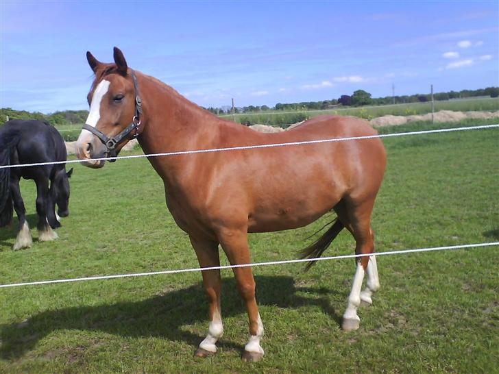 Welsh Cob (sec D) Pyrus solgt :'( billede 12