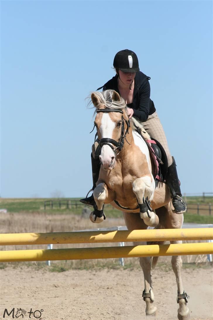 Anden særlig race Shy Lady - 14) Spring pony, spring :) Foto: MATO billede 13