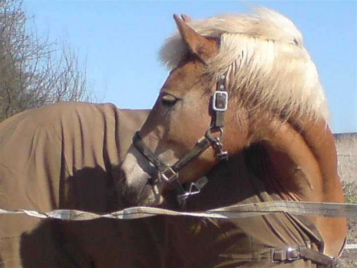Haflinger Andy kastanjegaard*solgt* - Du så køn anse <3 billede 7