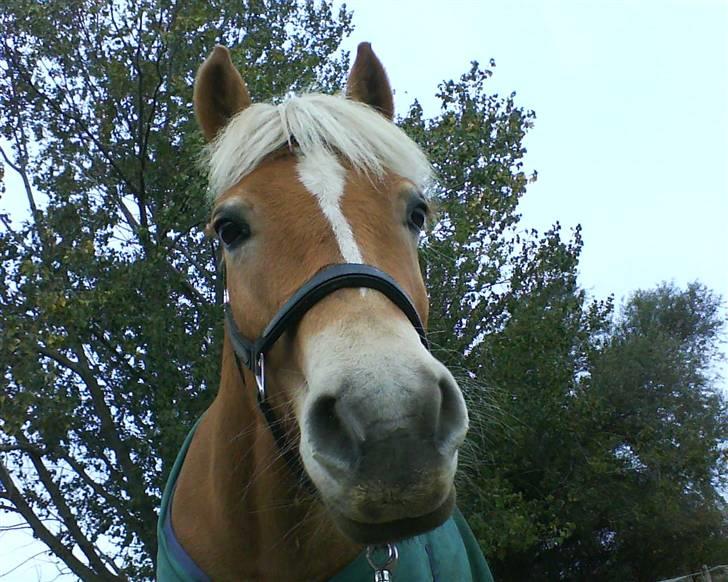 Haflinger Andy kastanjegaard*solgt* - <<3 billede 8