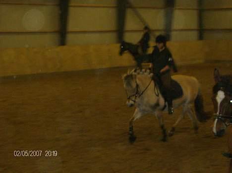 Fjordhest Tonni *Solgt* - Dejlige pony billede 4