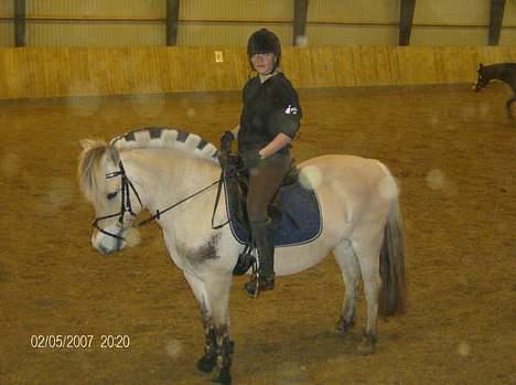 Fjordhest Tonni *Solgt* - Er hun ikke bare smækker lækker og super dejlig billede 5