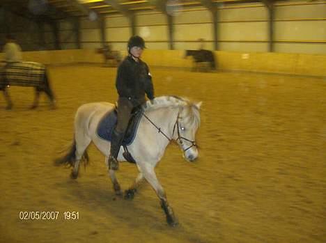 Fjordhest Tonni *Solgt* - Dejlig dejlig pony der billede 6