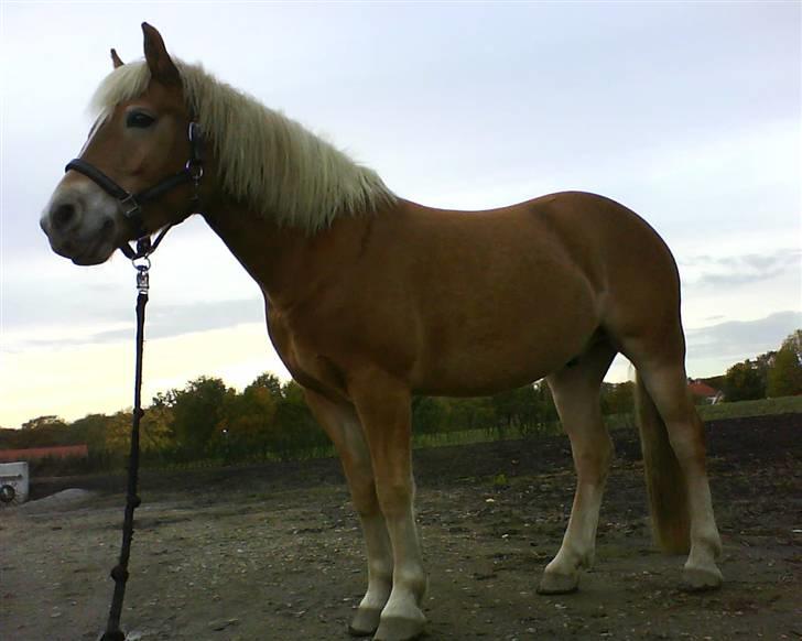 Haflinger Andy kastanjegaard*solgt* - så stolt af dig <3 billede 9