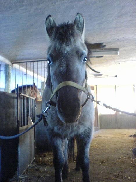 Anden særlig race Amanda *solgt* - Flotte Amanda miin <3 =D billede 1