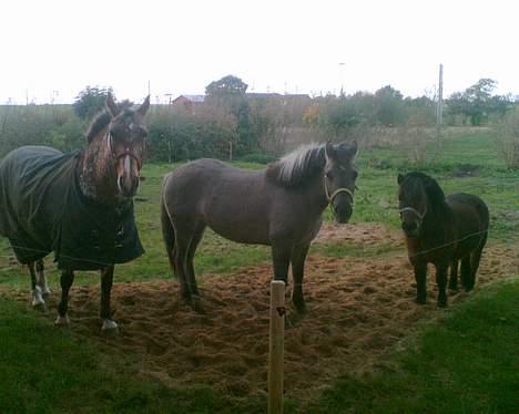 Anden særlig race Amanda *solgt* - Ølle, Amanda & Hannibal <3 billede 2