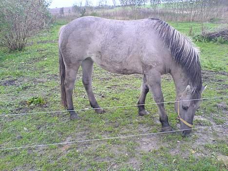 Anden særlig race Amanda *solgt* - Dejliqe Amanda !  billede 4