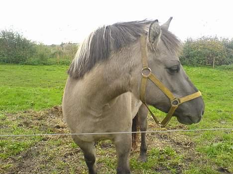 Anden særlig race Amanda *solgt* - Amanda :D billede 5