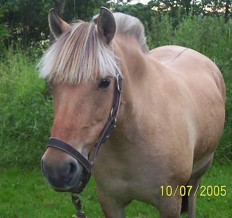 Anden særlig race Bella ( Hvil i fred ) - så smuk og kær<3 billede 4