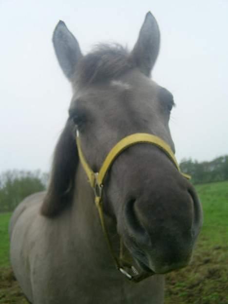 Anden særlig race Amanda *solgt* - Søde Amanda ! billede 6