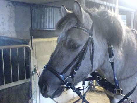 Anden særlig race Amanda *solgt* - Amanda =D billede 7