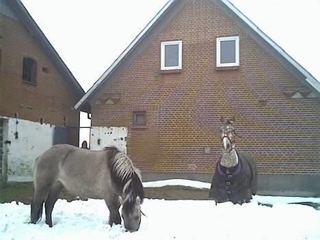 Anden særlig race Amanda *solgt* - Miin´ Skat <3! billede 8