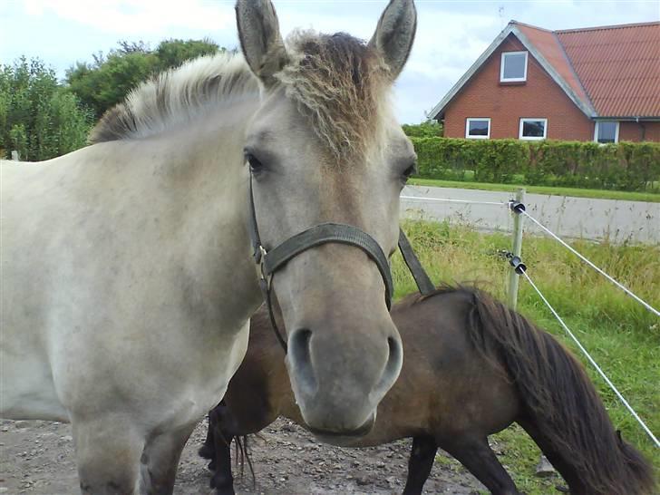 Anden særlig race Amanda *solgt* - Amanda miin´ på folden <3 billede 9