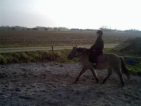 Anden særlig race Amanda *solgt* - Miiiq & Amanda billede 10