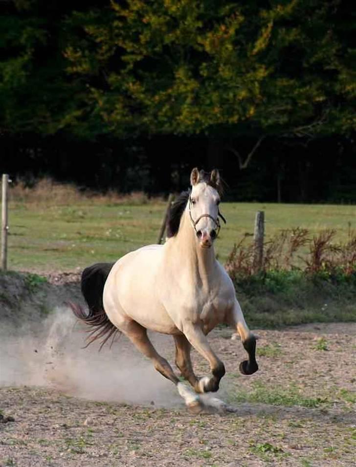Frederiksborg Nubia billede 2
