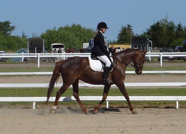 Anden særlig race Artesia - Stævne Vrensted 1/6 08. billede 11