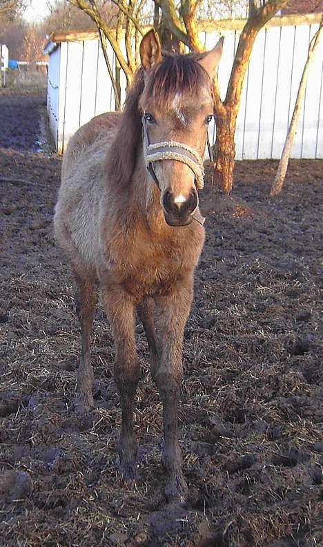 Anden særlig race Søndervangens Diva *solgt billede 14