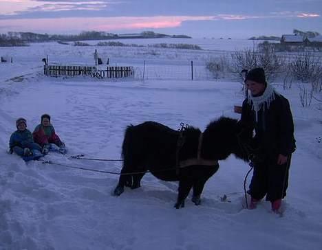Shetlænder Polle - Så er vi på kælke tur med min brors børn.. :) billede 13