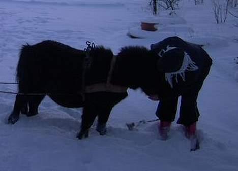 Shetlænder Polle - Du er såå dygtig lille Polle.. billede 14