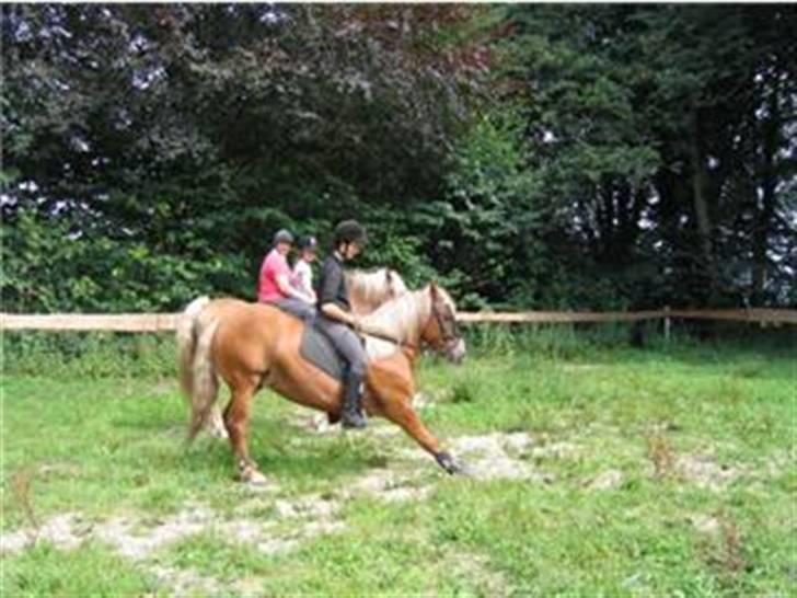 Haflinger Vestervangs Hodder  - et lille trick vi kan billede 9