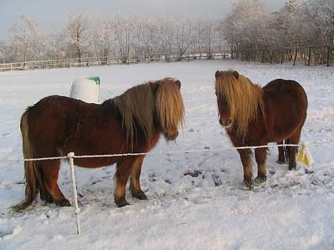 Shetlænder Vestbjergs Tassi - Tassi og Titti Feb 2007 billede 6