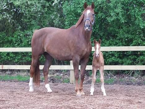 Dansk Varmblod Mi Amor - Første gang på fold billede 3