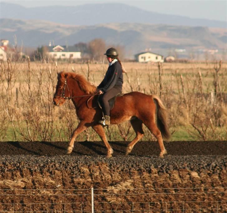 Islænder Stjarni fra Ólafssvöllum - Taget idag 5/11-´07 af Inka... vi har trænet meget med at gaa til bid i trav og nu lykkedes det ski endelig^^ wee billede 10