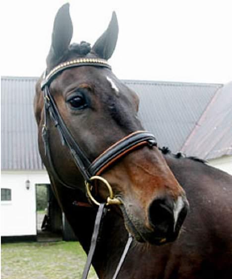 Dansk Varmblod Lambadino - Lambadino<3 Min super skønne springhest. elsker ham billede 1