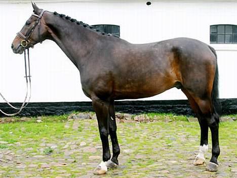 Dansk Varmblod Lambadino - Her er han så, min skønhed. det her billede er for ca. 1 ½ år siden.  billede 2