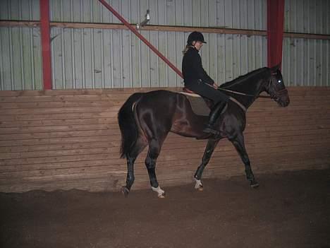 Dansk Varmblod Lambadino - Her er det første gang jeg prøver ham .dengang kunne jeg altså ikke ride :p billede 3