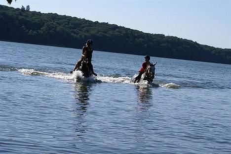 Dansk Varmblod Lambadino - Ude og svømme med Shella<3 Elsker dig mus :-*  billede 4