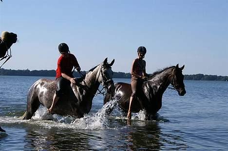 Dansk Varmblod Lambadino - Det var så skægt. <3  billede 5