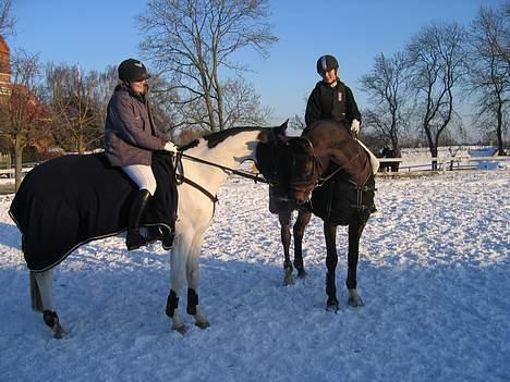 Dansk Varmblod Lambadino - Katja er verdens bedste<3 Og Unik og Luffe, de er skønne sammen<3 billede 10