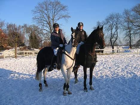 Dansk Varmblod Lambadino - De er så smukke. de 2 Dresler heste :p<3 billede 11