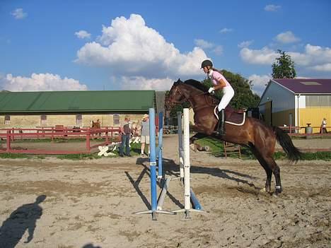 Dansk Varmblod Lambadino - Vi vandt LD + LC <3  billede 14