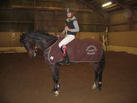 Dansk Varmblod Lambadino - HEr er vi.- tak til vores sponsor<3 HORSE HOUSE billede 16